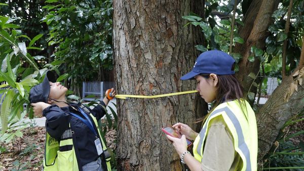 Biomuseo y MiAMBIENTE alistan conservación de árboles en Amador
