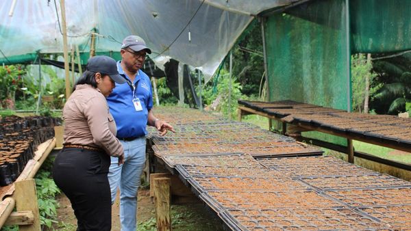 Estudiantes de Panamá Oeste reforestan vivero en Arraiján