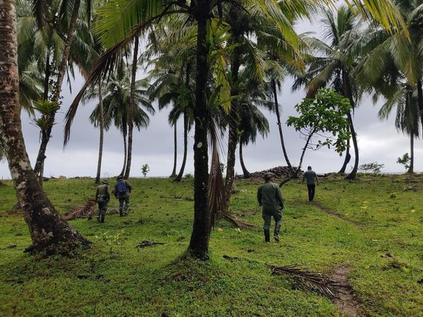 Guardaparques de Veraguas investigan robo de huevos de iguana