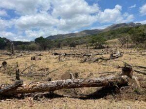 MiAMBIENTE frena incendio cerca de reserva en Coclé