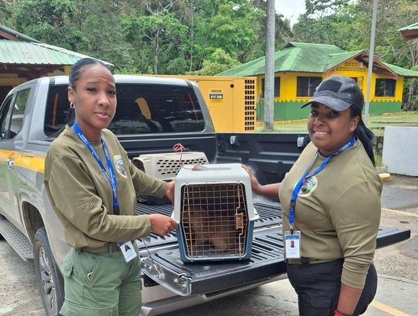 Rescate de crías de capibara en Bayano por cacería