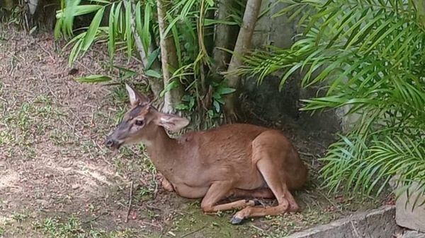 Miambiente rescata venado cola blanca cerca de Ancón