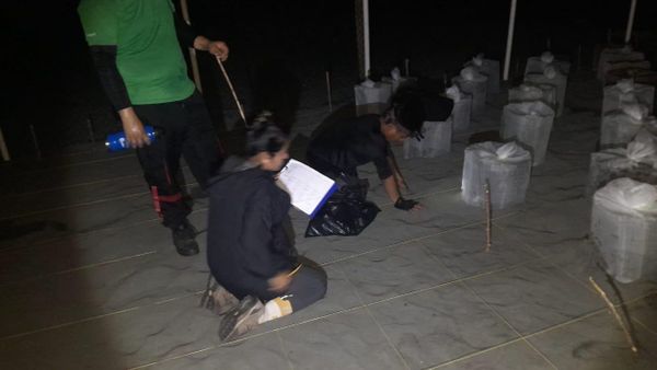 Vigilancia protege tortugas marinas en San San