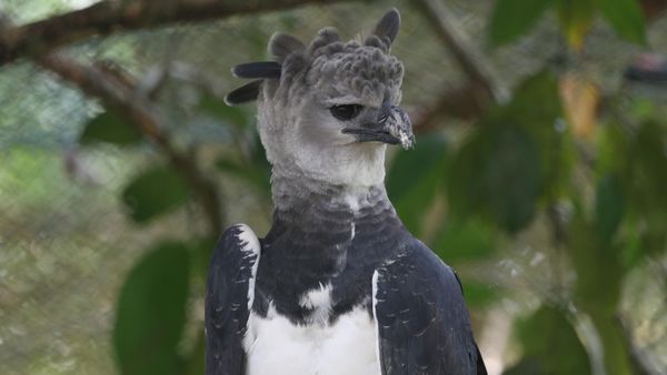Darién es el hogar principal del Águila Harpía en Panamá
