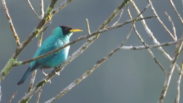 Observación de aves en Panamá Oeste por Global Big Day