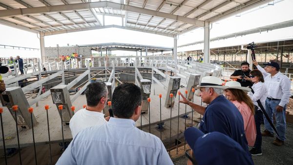 Tecnolac en Coclé: $36M para producir más leche y empleos