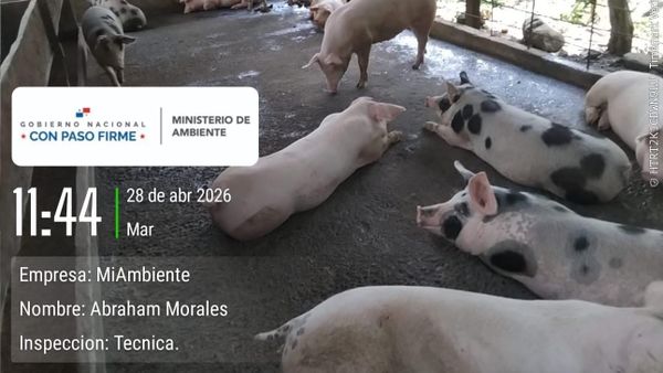 Fincas porcinas en Bocas del Toro, bajo la lupa