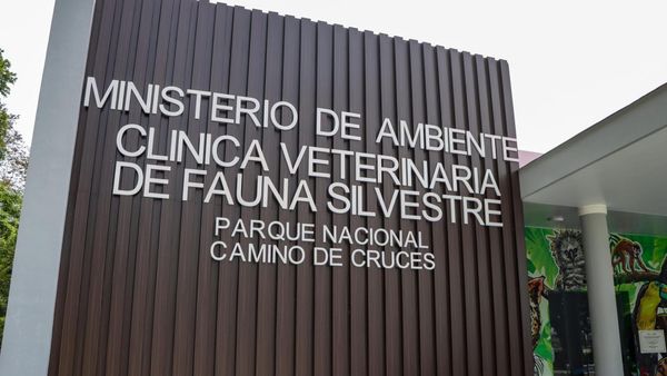 MiAMBIENTE cierra caso: negligencia causó muerte de mono araña