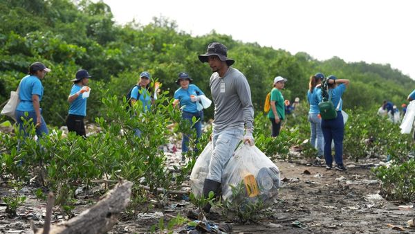 Ciudad limpia: 27 toneladas de basura recogidas en Costa del Este