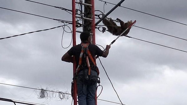 Rescatan perezoso atrapado en tendido eléctrico en Alcalde Díaz