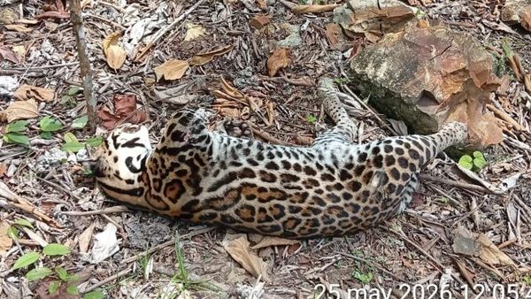 Ocelote atropellado en Darién: alerta por fauna en las vías