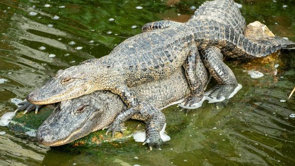 Panamá no sabe cuántos cocodrilos tiene — y eso es parte del problema