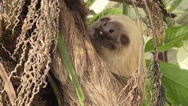 MiAMBIENTE rescata fauna silvestre en Oeste