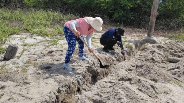 Tortugas marinas: MiAMBIENTE rehabilita viveros en Chame