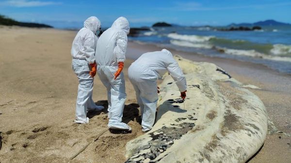 Tiburón ballena muerto en Veracruz; MiAMBIENTE investiga