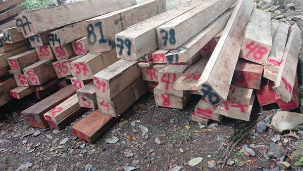 MiAMBIENTE retiene camión con madera ilegal en Darién