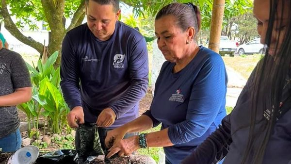 Vivero en Boquete: MiAMBIENTE y voluntarios impulsan reforestación