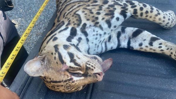 Segundo ocelote atropellado en vía David-Boquete en un mes