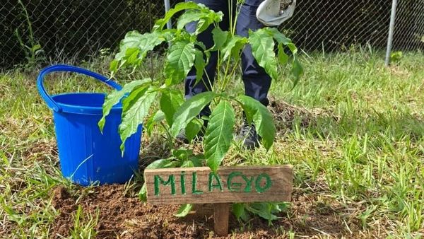 Estudiantes de San Juan reforestan y cuidan La Yeguada
