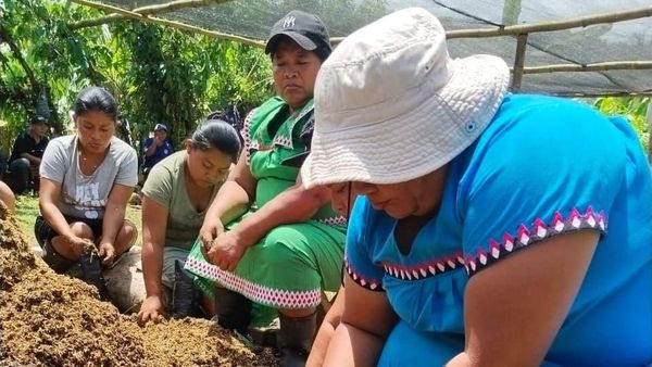 Cacao une a comunidades en Bosque Palo Seco, Bocas del Toro