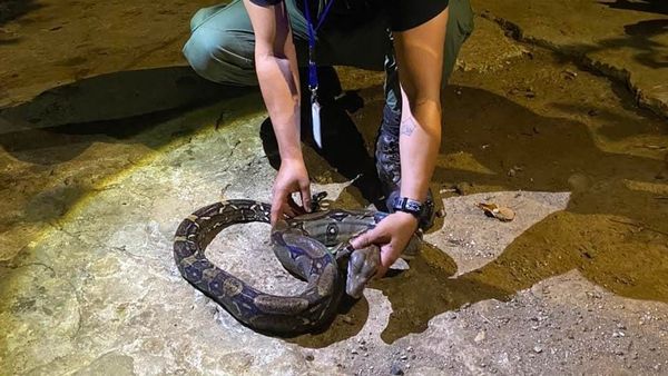 Comunidad y MiAMBIENTE rescatan fauna en Colón