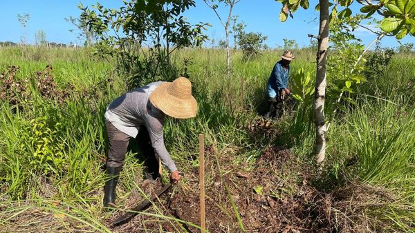MiAMBIENTE reforesta Veraguas por cobertura forestal