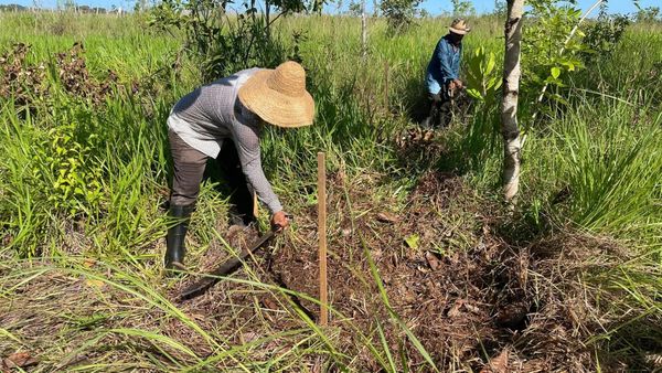 MiAMBIENTE prepara terreno para reforestar en Veraguas