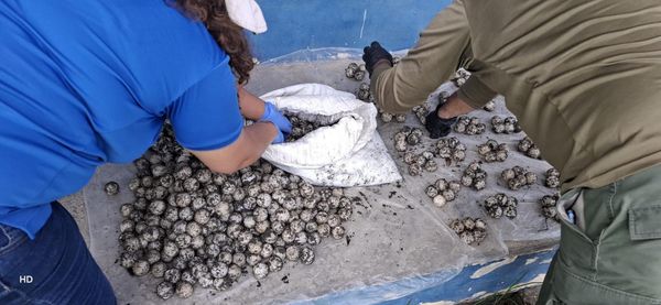 Policía frena robo de huevos de tortuga en Los Santos