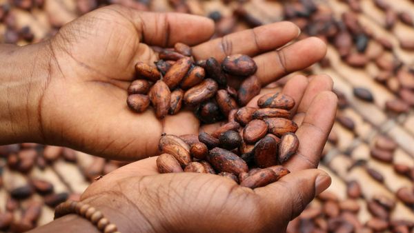 El cacao panameño busca su propia receta para escalar como la pimienta