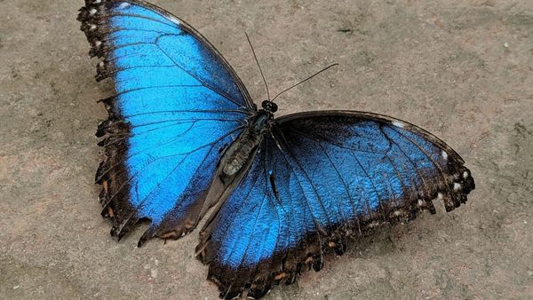 MiAMBIENTE monitoreará mariposas en Panamá Oeste en 2026
