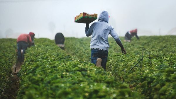 Con 16 años, una cosecha de cebollas y sin un peso: la joven que digitalizó el campo colombiano