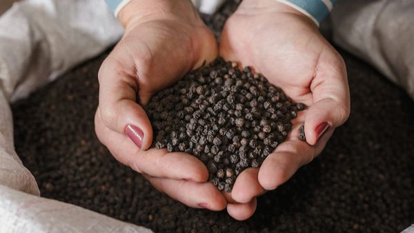 Cobre se fue, pimienta llegó: el nuevo mapa exportador de Panamá