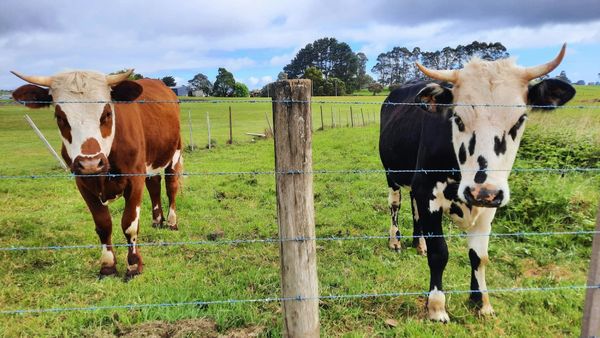 Panamá blinda la leche nacional el mismo día que pierde el arancel