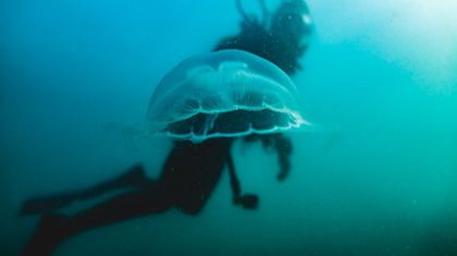 Diving A Coral Kaleidoscope – Sailing Bocas Del Toro