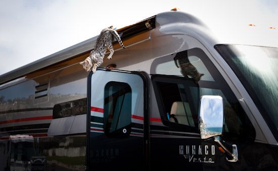 RV Traveling Cats