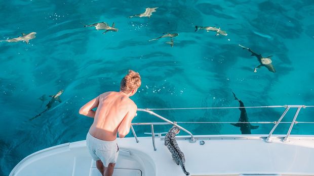 Surrounded By Sharks! Let’s Go Swim!