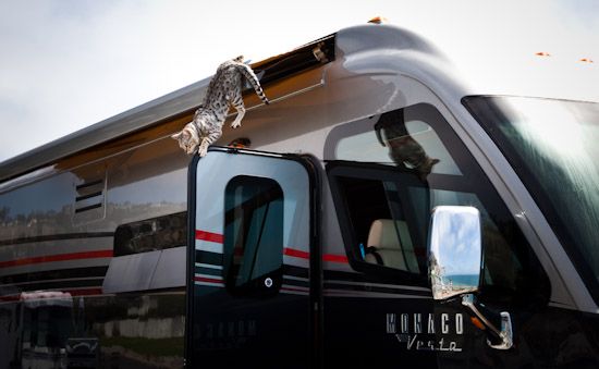cat on RV