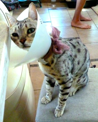 singa cone