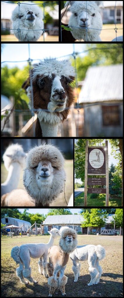 alpaca