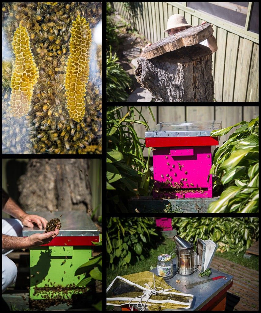 bees
