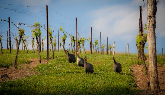 yadkin valley North Carolina wine
