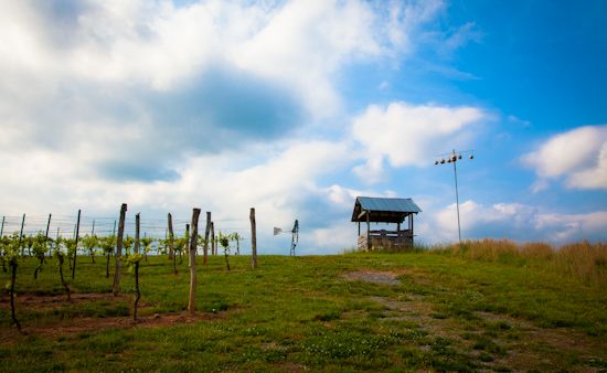 yadkin valley North Carolina wine
