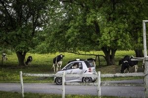 surrounded by cows amish farmlands
