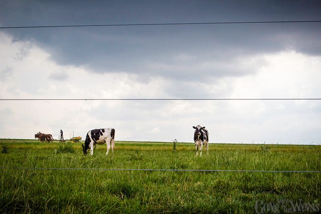 amish farmer