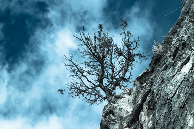 tree in walnut canyon