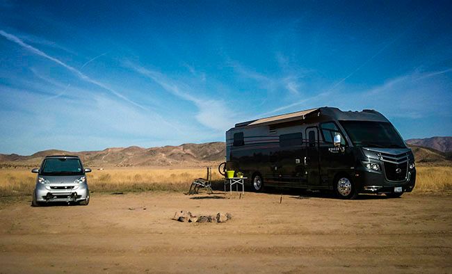 joshua tree