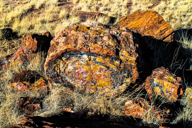 petrified wood