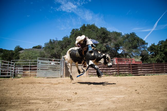 bucking bull