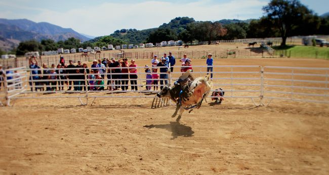 champion bull
