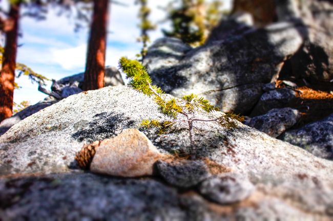 tiny tree